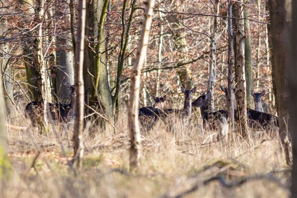 Wildlife Experience for Two