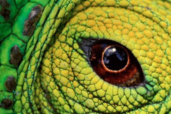 Online Wildlife Photography - Expert Option Course