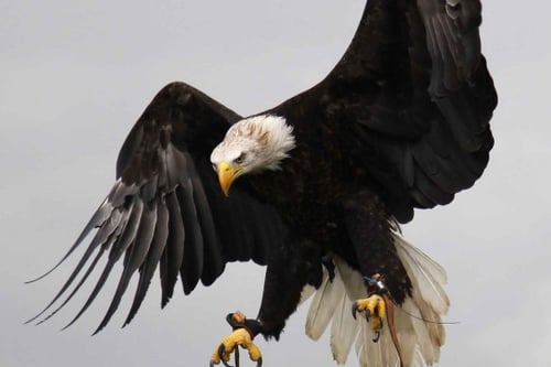 Birds of Prey Dorchester