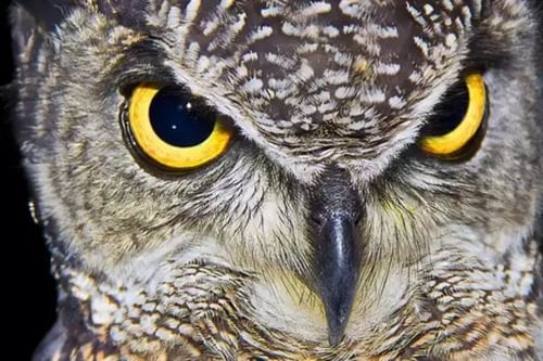 Birds of Prey Experience