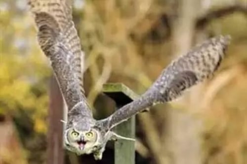 Birds of Prey Hawking Half Day For One - Bedfordshire