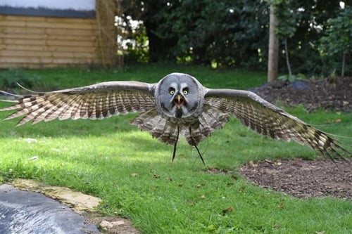 Birds of Prey Photography - Oxfordshire