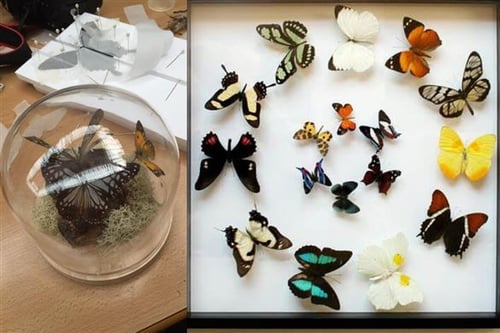 Butterfly Setting and Preserving - London