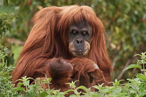 Chester Zoo Photography Day