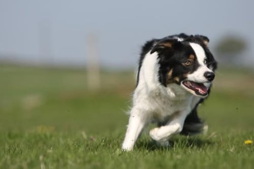 Collie Sheepdog Experience - West Yorkshire