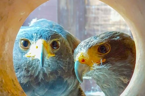 Birds of Prey Half Day For One - Northamptonshire