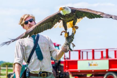 Falconry Experience for Two - Nationwide