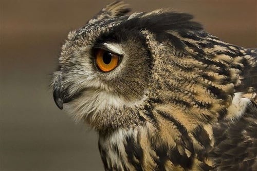 Hands On Falconry Experience - Warwickshire