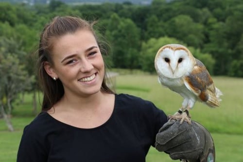 Half Day Falconry Experience 