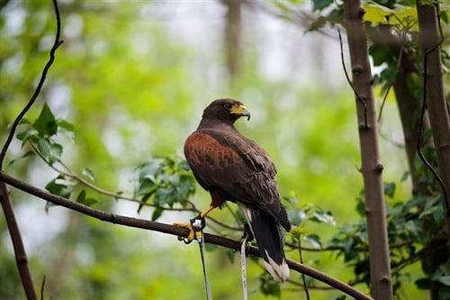 Birds Of Prey Encounter - West Yorkshire