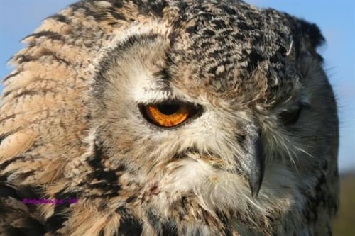 Full Day Falconry Experience - Warwickshire 