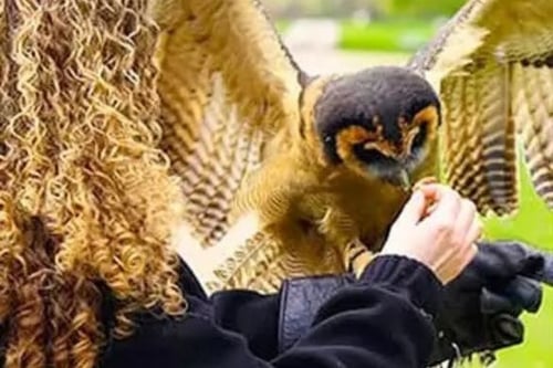 Full Day Falconry Experience - Kent