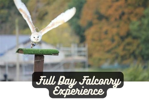 Full Day Falconry Experience