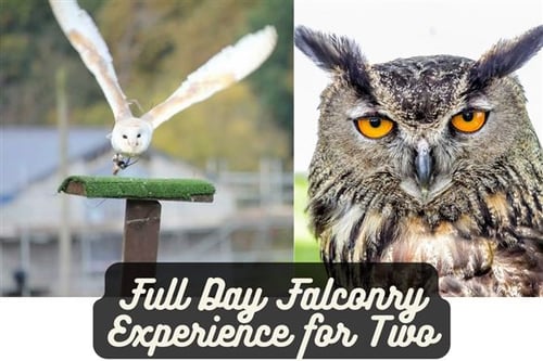 Full Day Falconry Experience for Two