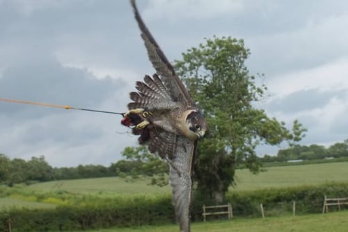 Birds Of Prey Half Day Experience For One - Gloucestershire