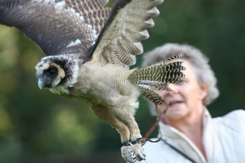 Birds of Prey Half Day Experience For One - Hagley