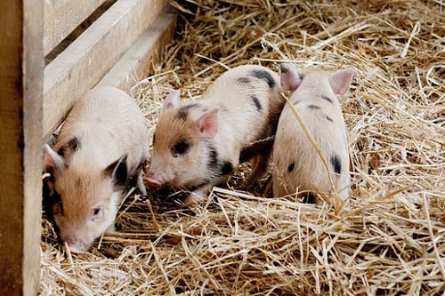 Junior Animal Keeper Experience for Two - East Sussex