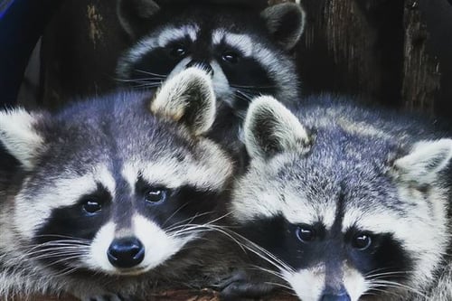 Junior Zoo Keeper Oxfordshire