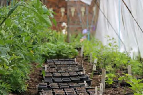 Learning with Experts The Herb Garden - Peer Option