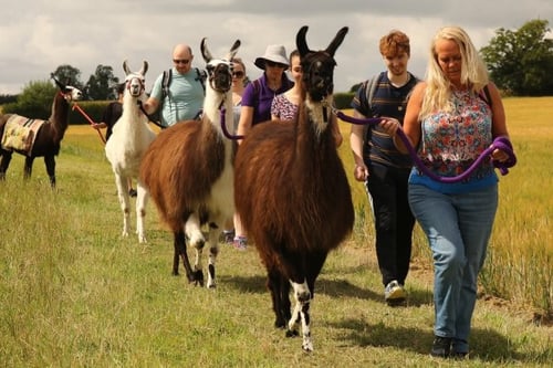 Llama Trek for Two people - Northampton