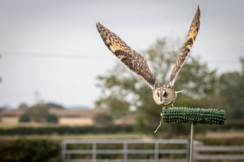 Two Hour Owl Experience in Derbyshire