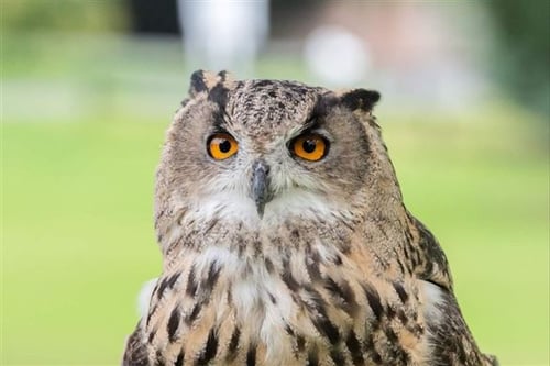 Falconry Owl Encounter in Edinburgh