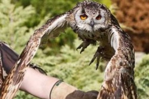 Owl Handling - West Sussex