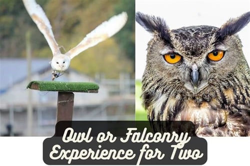 Owl or Falconry Experience for Two