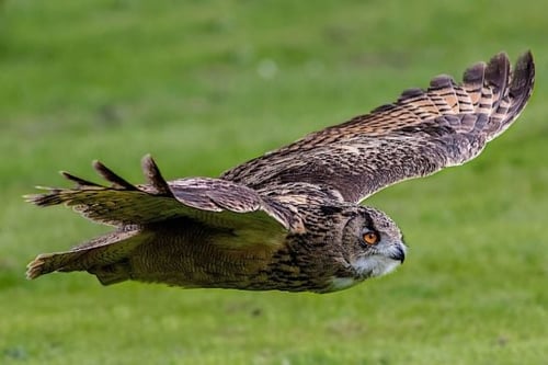 Raptor Experience - Edinburgh