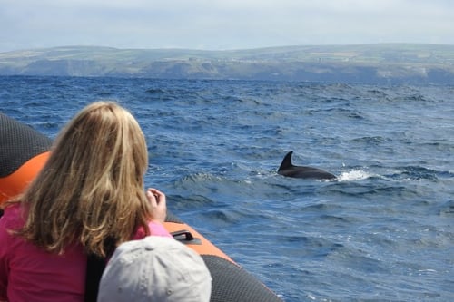Seals Cave Tour - Adult