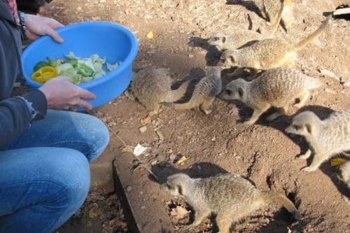 Serval, Lemur and Meerkat Experience for Two - Shropshire