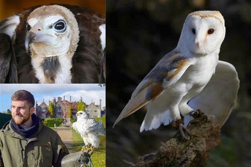 The Big Four Falconry Experience - Kent