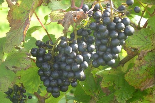 Anglesey Vineyard Tour and Tasting For Two