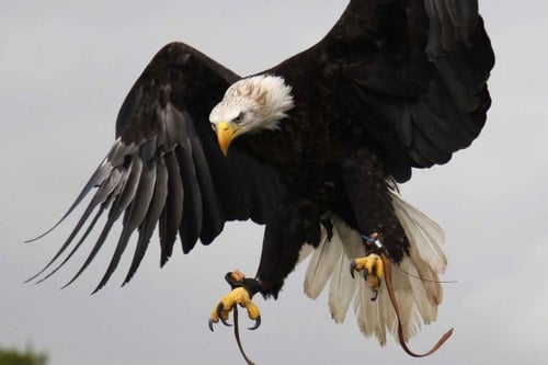 Ultimate Bird of Prey Experience