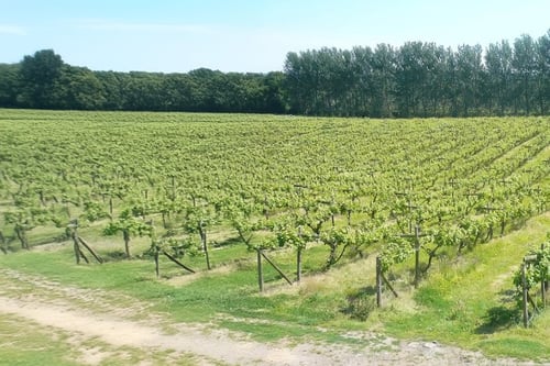 Vineyard Tour and Tasting with Cream Tea for Two