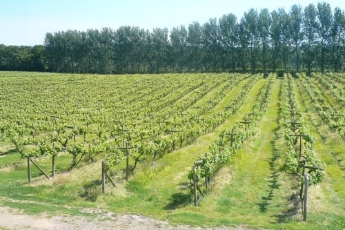 Vineyard Tour and Tasting with Lunch for Two