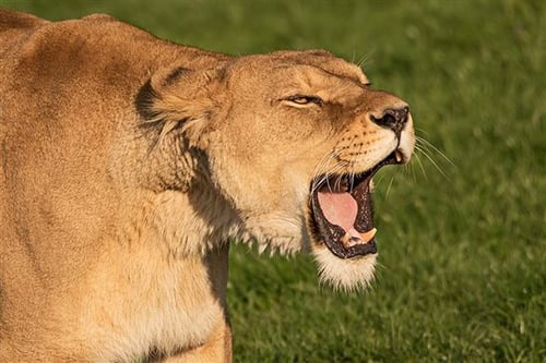 Yorkshire Wildlife Park Photography Day