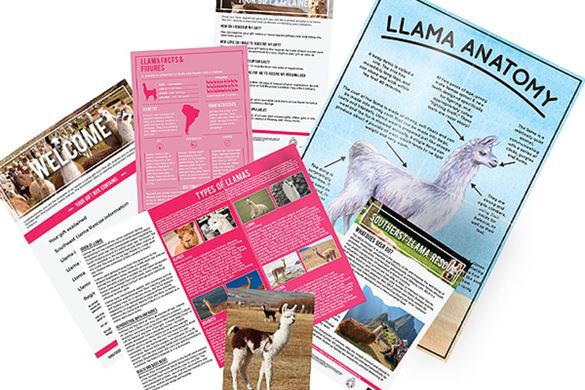 12 Month Llama Adoption