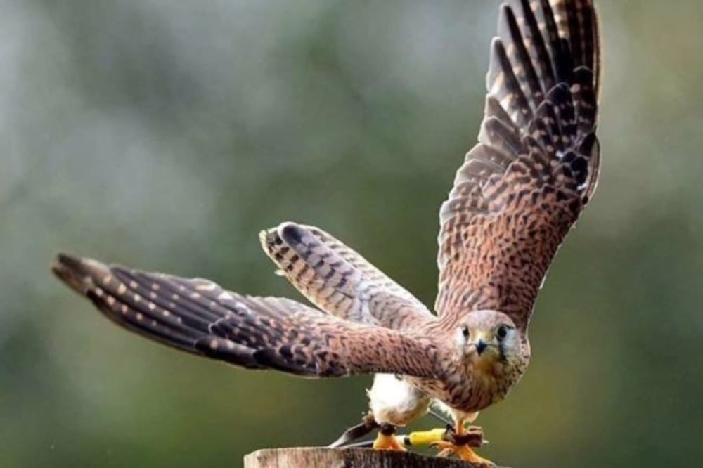 All Day Bird of Prey Photography Course in Cheshire