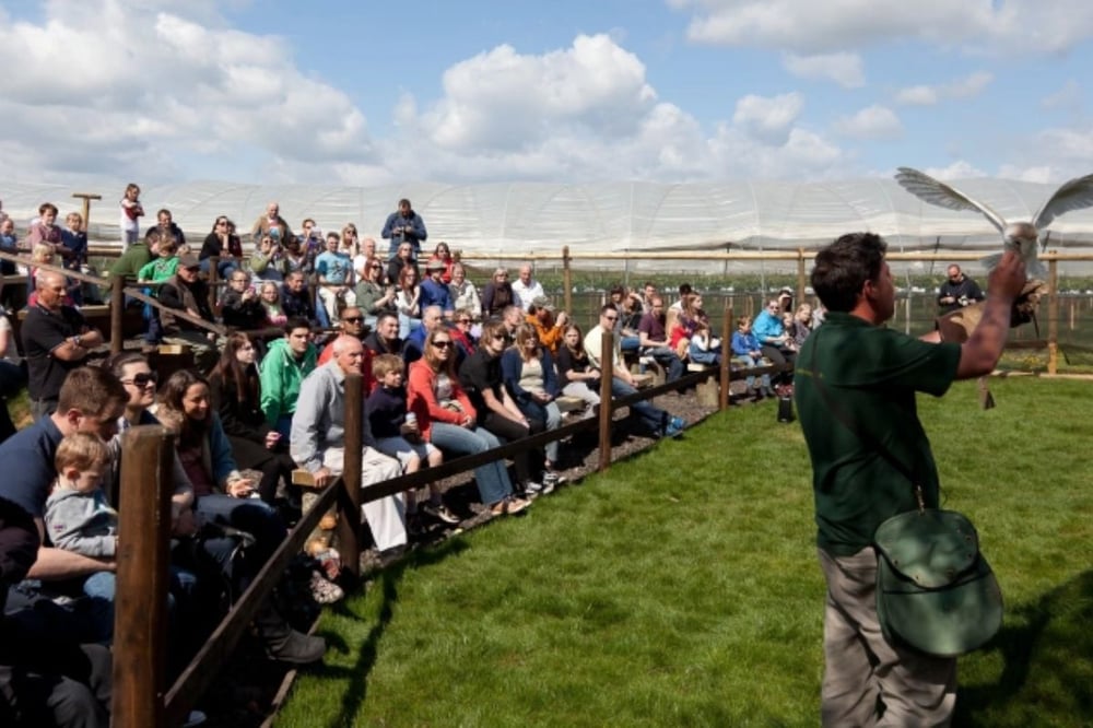 Bird of Prey Taster Experience for Two