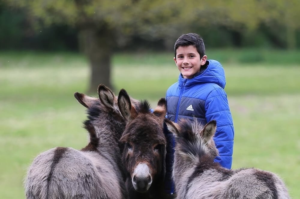 Winter Donkey Experience For Under 11yrs In Coventry