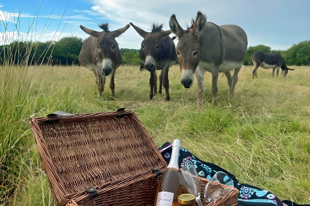 Donkey Walking Experience and Picnic for Two in Surrey