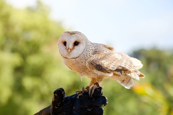 Half Day 'Gauntlet' Falconry - Surrey