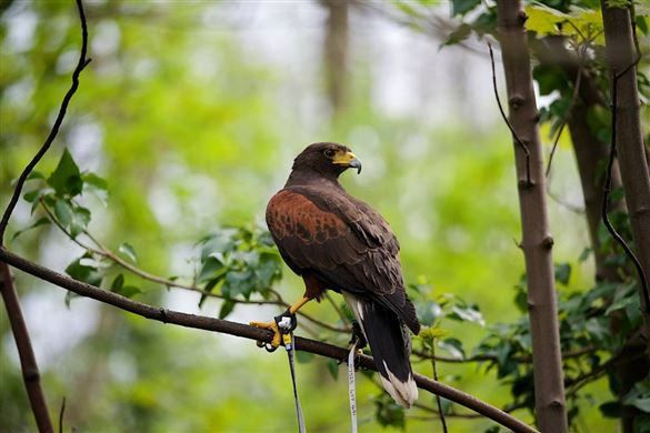 Birds Of Prey Encounter - West Yorkshire