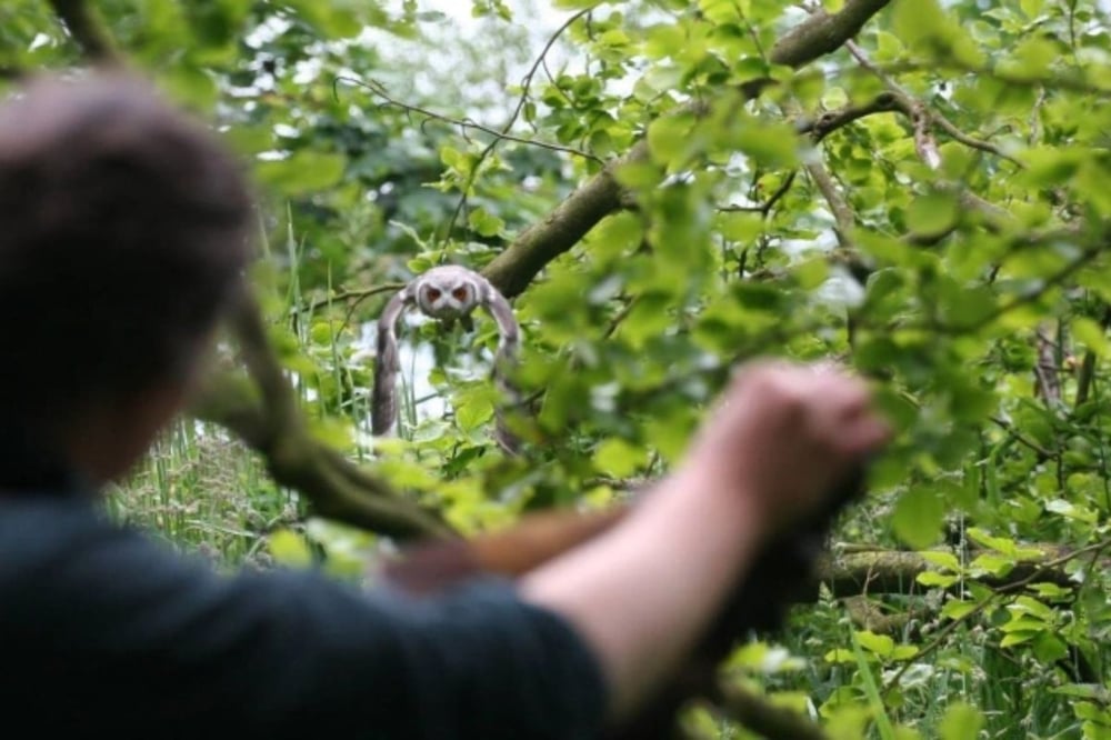 Full Day Falconry Experience in Fife