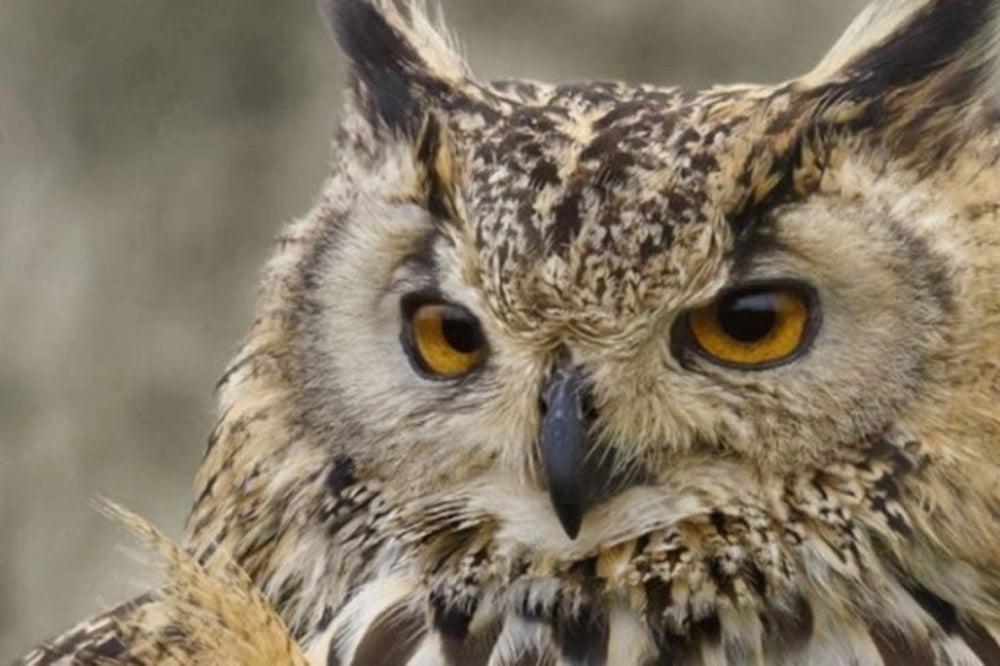 Half Day Falconry Experience in Fife
