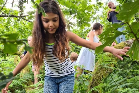 'Happy Ape' Tree Climbing Experience