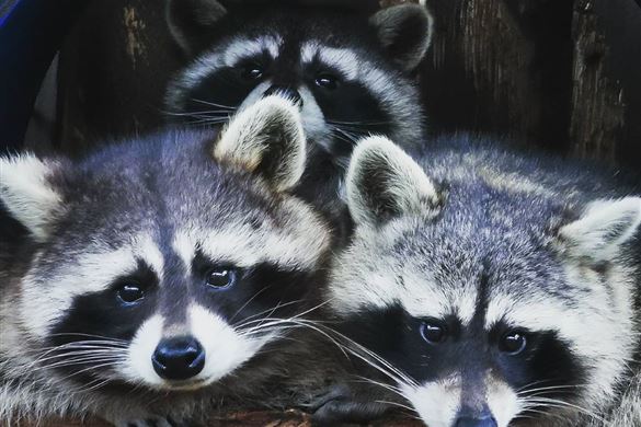 Junior Zoo Keeper Oxfordshire