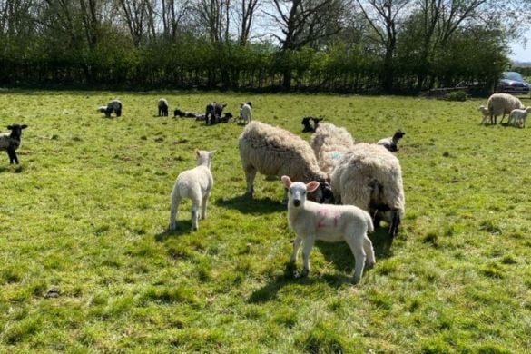Lamb Bottle Feeding and Lambing Live Experience (Family Offer)