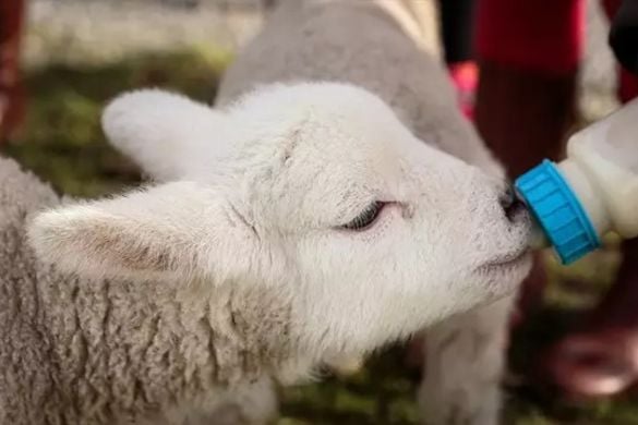 Lamb Bottle Feeding and Lambing Live Experience